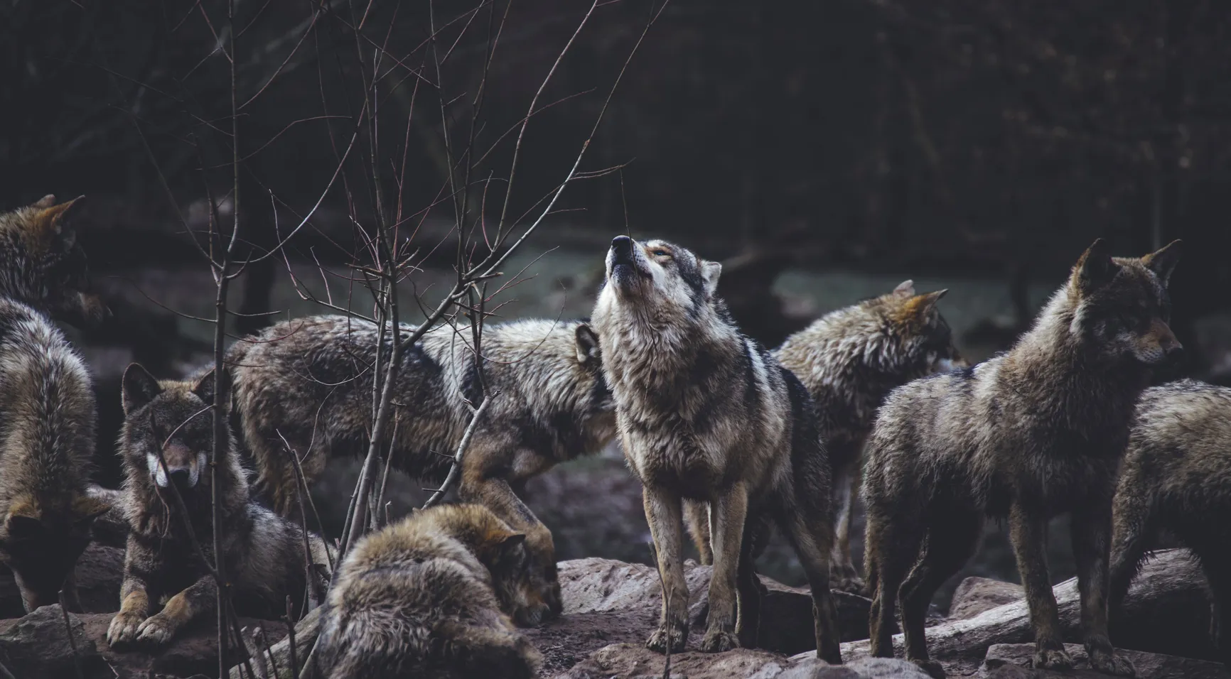 Une photo du parcours de (trans)formation individuel à la gouvernance partagée avec Entreprise vivante
