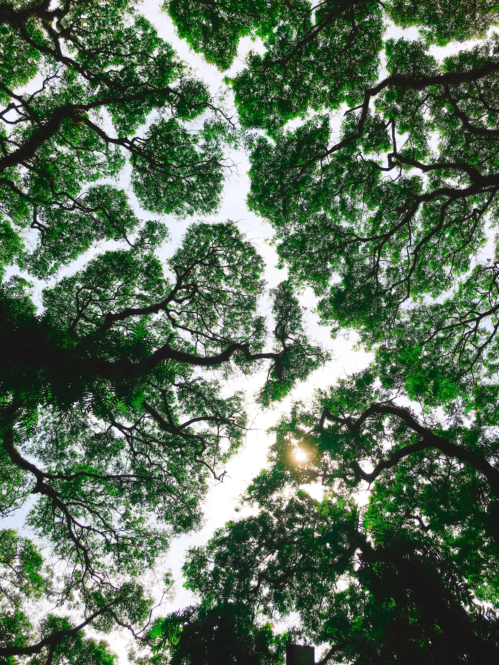 Les arbres d'une jungle vivante qui s'organisent de façon complexe