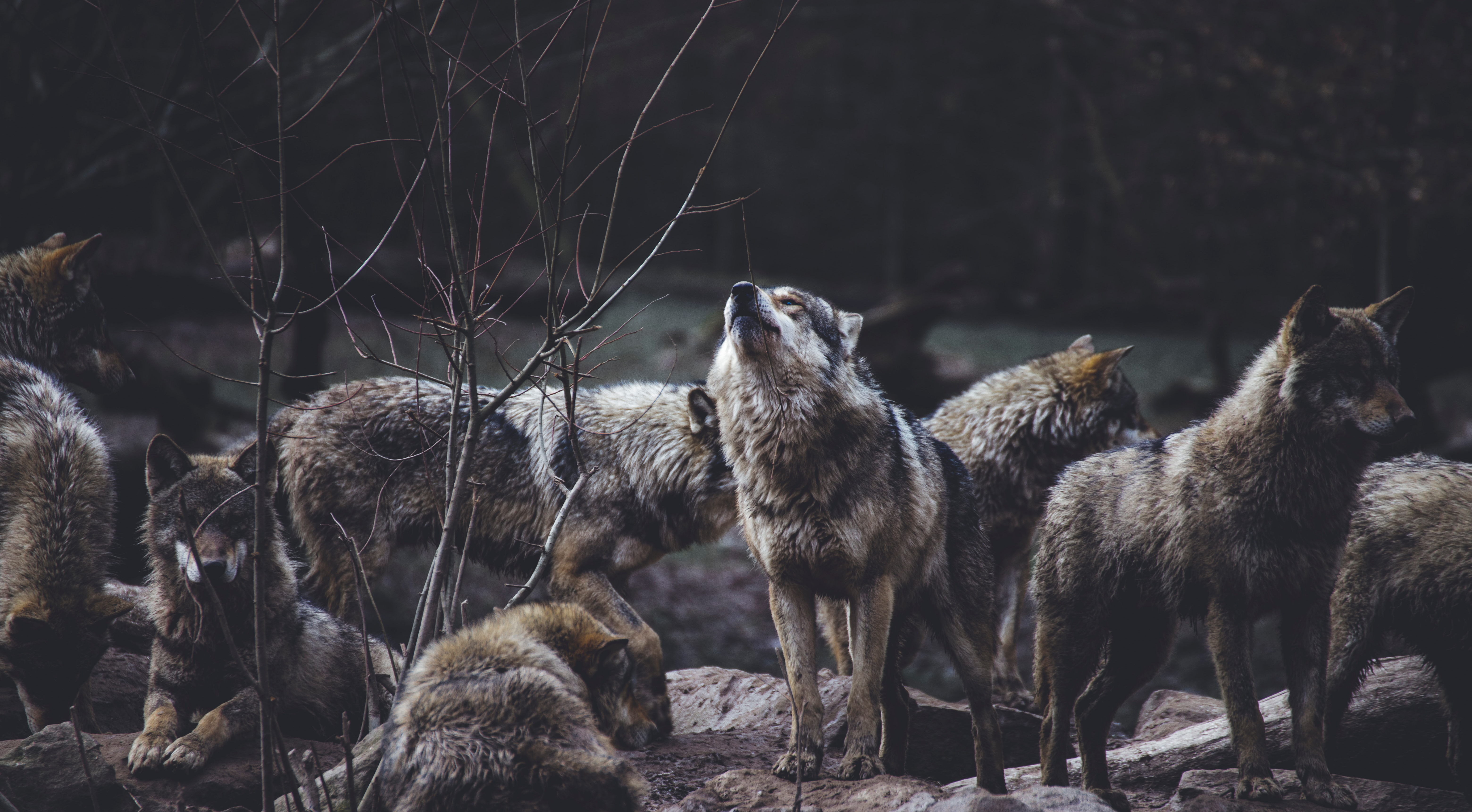 Le livre blanc d'entreprise vivante sur la coopération en entreprise